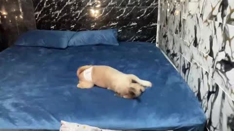 callmekianna online show from October 28, 11:31 pm