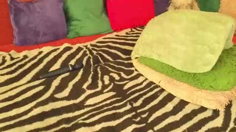 Gina online show from July 20, 9:12 am