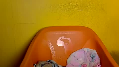 creamyposh1 online show from June 25, 4:23 am