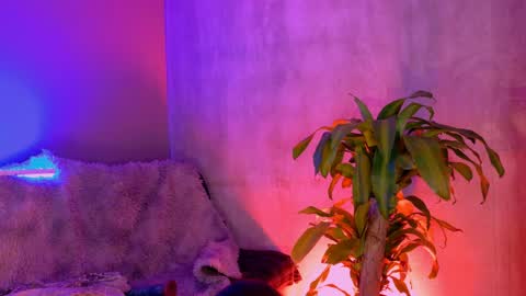danita_veelz online show from June 5, 10:16 pm