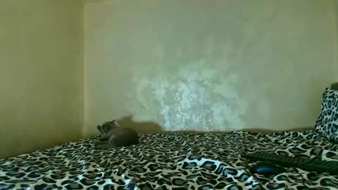 Nomyx  OF check online show from November 18, 12:50 pm