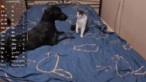 Eva online show from March 3, 2:01 pm