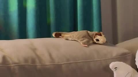 Viola online show from November 2, 11:46 am