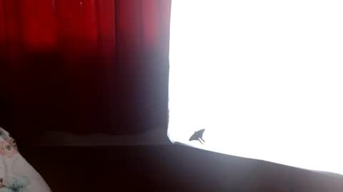 karol online show from June 25, 6:31 pm
