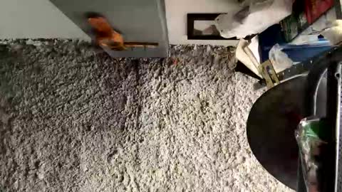 melodysnow online show from January 13, 7:29 pm