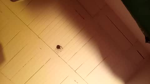 MoonLipson online show from November 23, 1:30 am