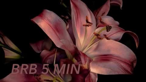 Sofia     online show from November 16, 12:34 am