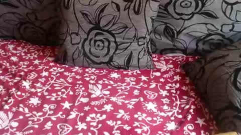 Lilly  online show from July 28, 9:18 am