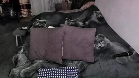 Lana online show from February 17, 11:15 pm