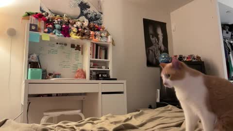 Vanessa  online show from February 3, 12:54 am