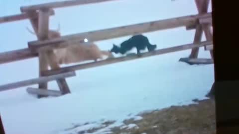 WendyCU online show from November 6, 12:49 am