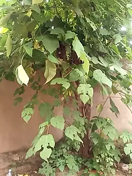 Swit virgin22 online show from October 14, 1:46 pm