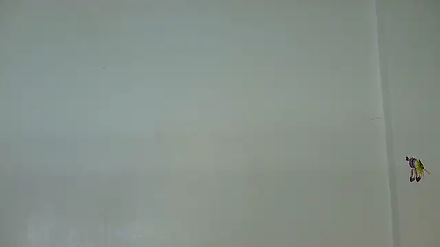 laetitia  online show from July 27, 12:29 am