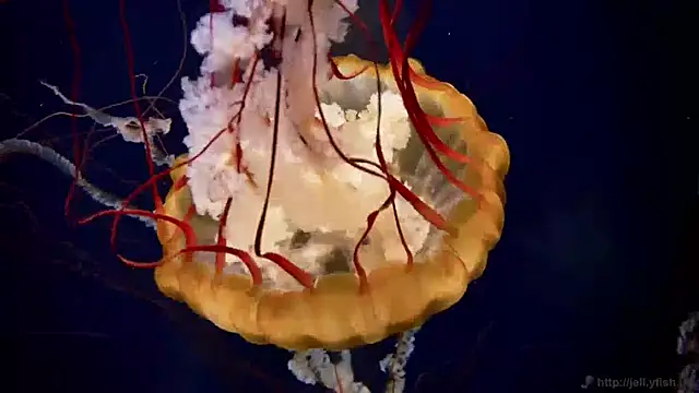 streamy test11 online show from April 28, 10:30 am