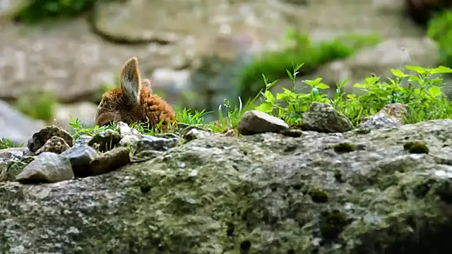 streamy test12 online show from October 7, 1:26 pm