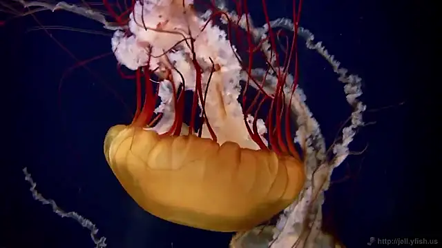 streamy test15 online show from February 2, 1:21 pm