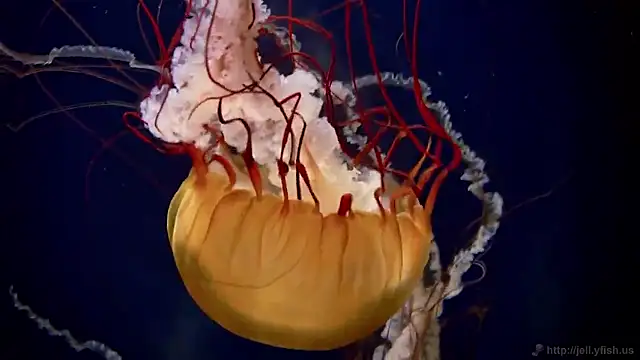 streamy test15 online show from February 11, 2:18 pm