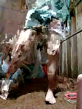 daisy will online show from March 9, 4:59 am