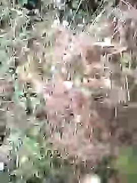 PhamPm70 online show from February 3, 1:38 am