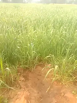 Susila ji online show from January 18, 3:58 am