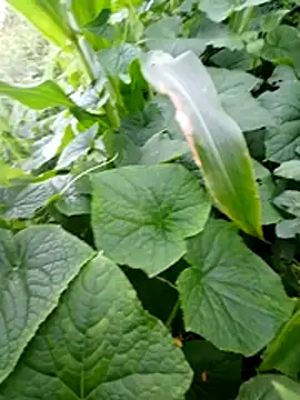 kemtuoi-sex online show from July 6, 11:26 am