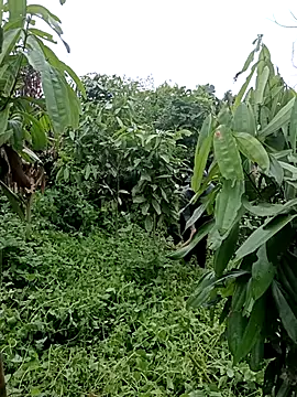 phuongxinhxan online show from July 31, 2:23 am