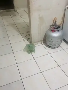  - - sthefany online show from October 31, 3:08 am