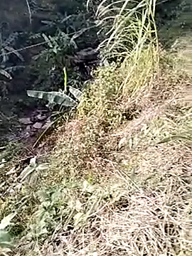 neko-nancy online show from January 19, 9:05 am