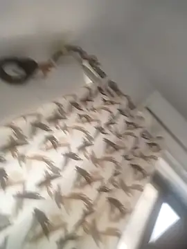 Jeni babe online show from February 6, 8:39 am