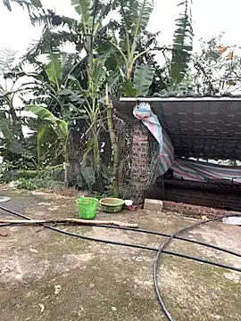 susin-beo online show from February 5, 8:06 am