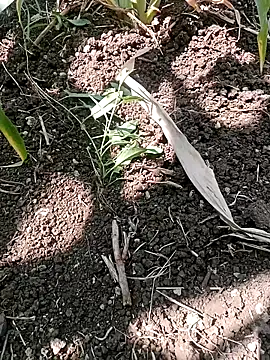 ashwiniraj567 online show from February 11, 6:37 am