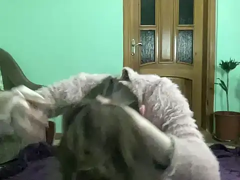 AngelTough20 online show from November 7, 12:05 am