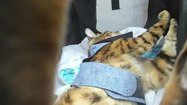 SAMANTHA DM online show from October 23, 7:42 pm